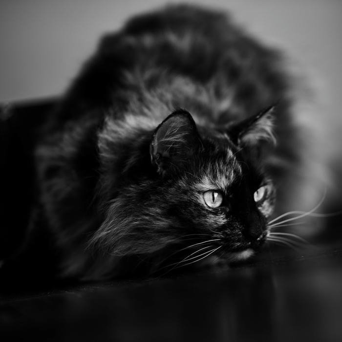 dp black modern monochrome avatar design idea