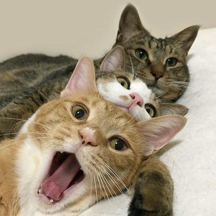 dp friends happy memories friendship group profile image