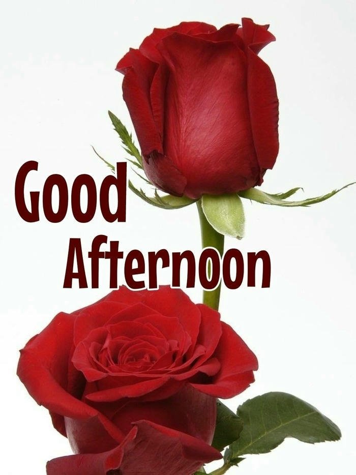 Good afternoon images love single red rose white background art
