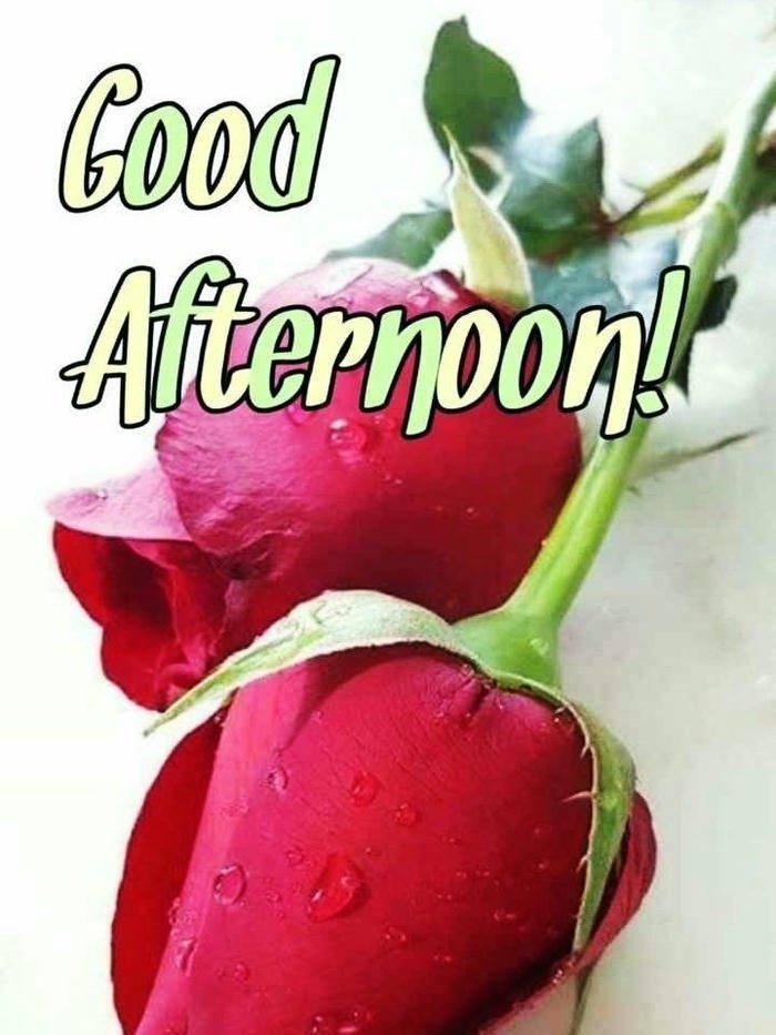 Good afternoon images love two red roses white background view
