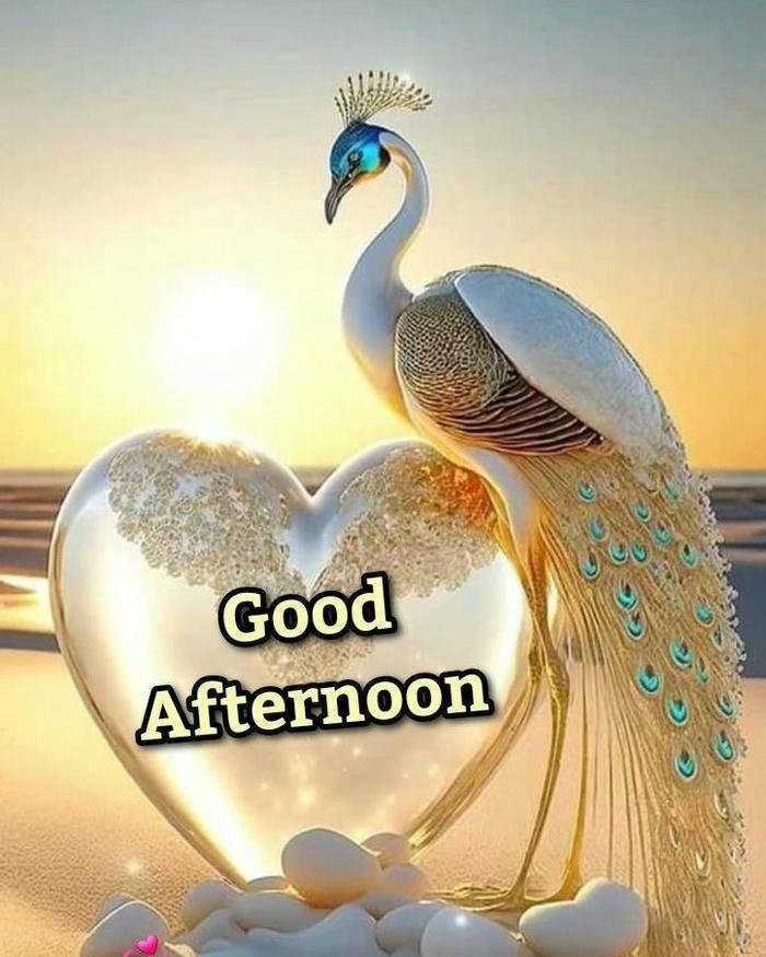 Good afternoon images love white peacock gold heart sunrise view