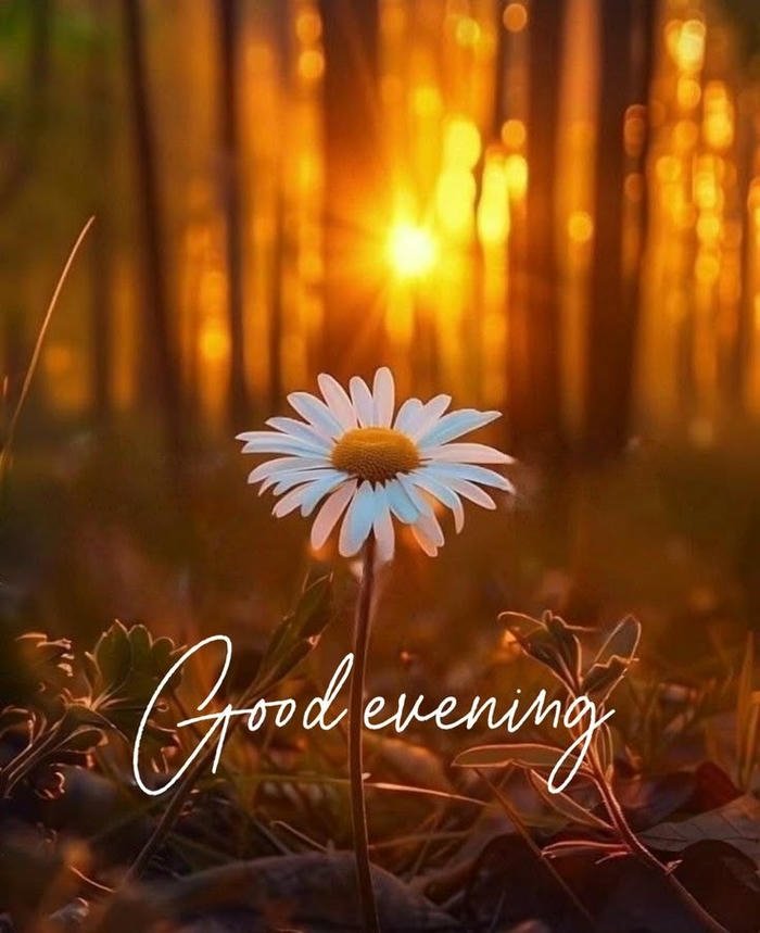 Good evening love image sunlight rays through forest trees flower