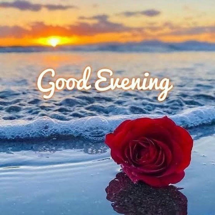 Red rose flower lying sand beach sunset ocean view