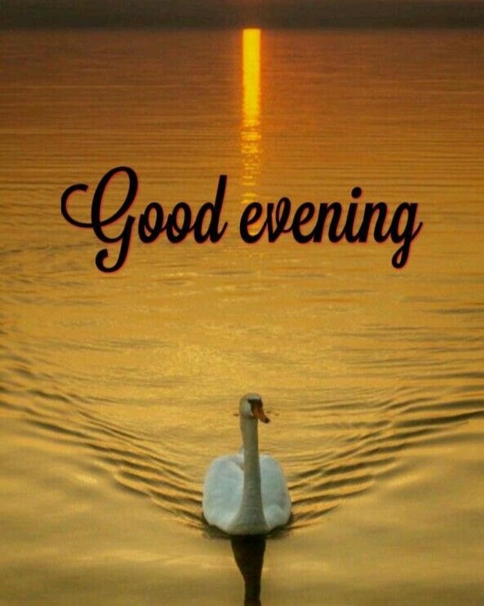 White swan swimming calm water golden sunset light view